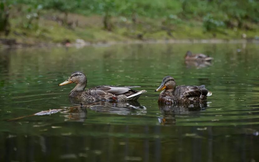    Весенний сезон охоты на дичь стартует в Удмуртии 15 апреля
