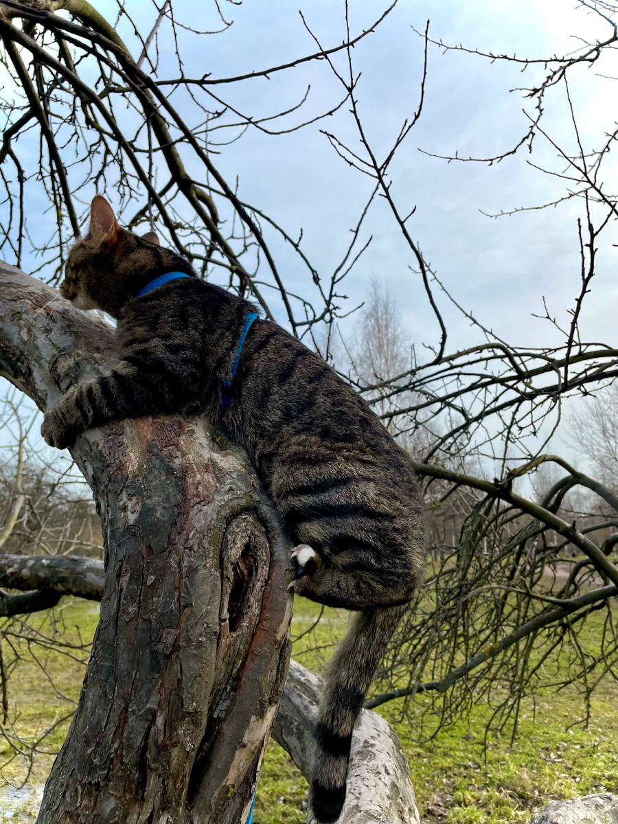 Тут Шпрот только-только учится пользоваться своими когтями, которые ему раньше стригли
