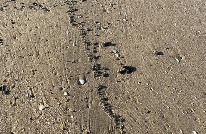    оперативный штаб Краснодарского края