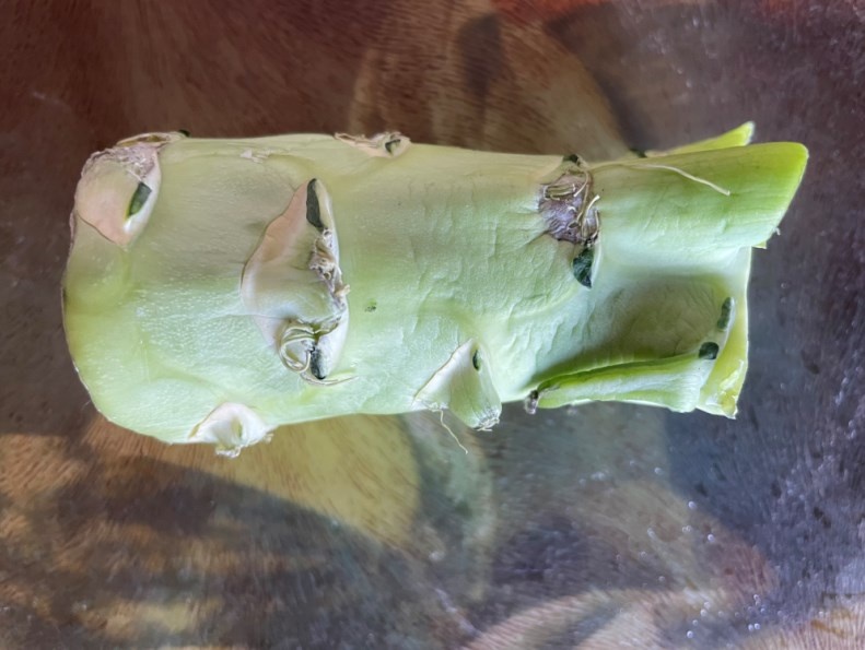 Этот массивный стебель оплачивали вмести с кочаном, а употреблять его в пищу мало кто решается.