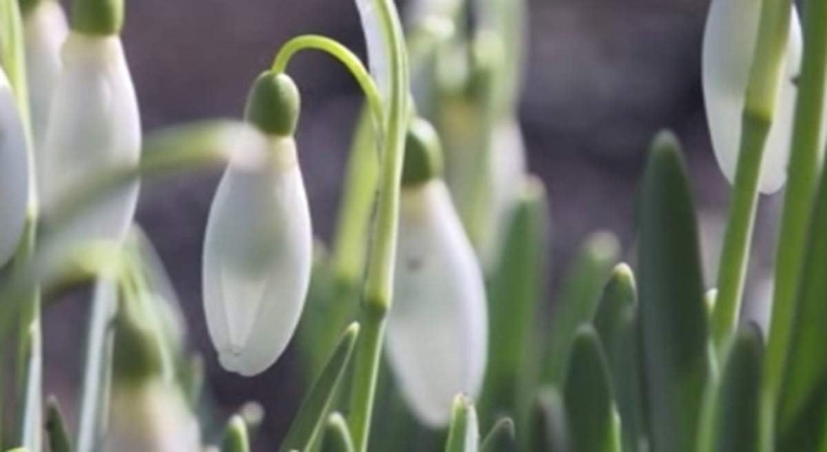    В Курской области замечены подснежники