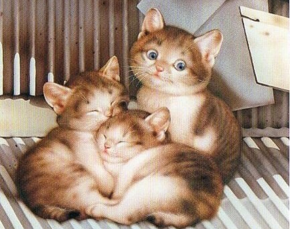   : vk.comalbum-22503116_127685155
