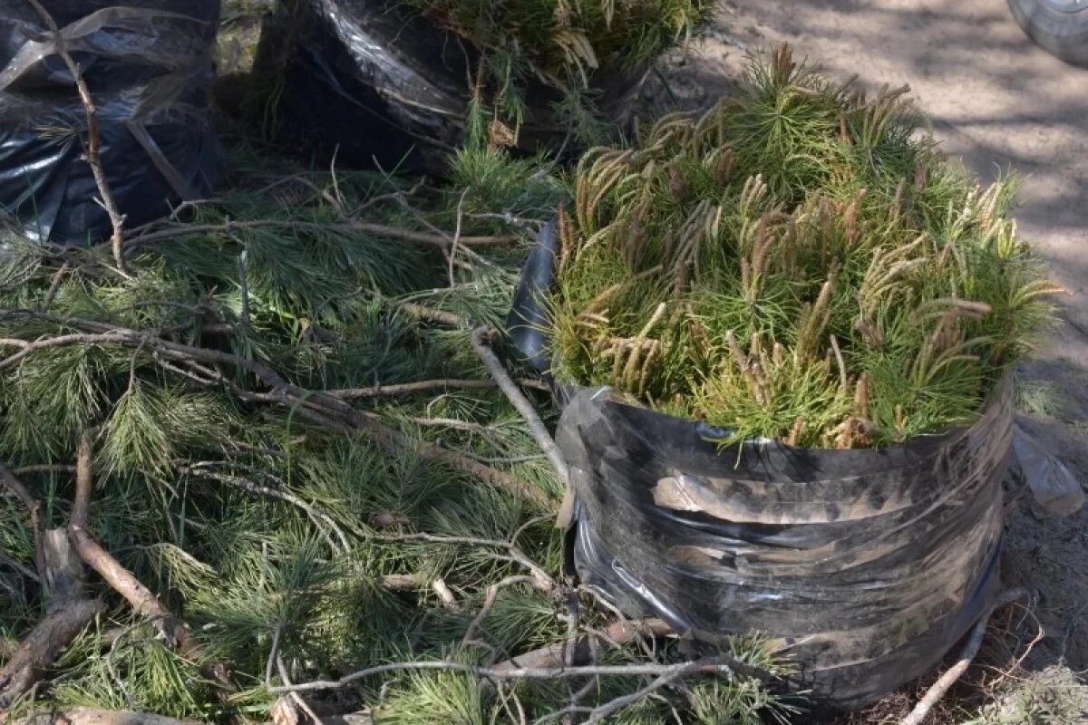    В Псковской области в рамках акции «Сад памяти» высадят 8 тысяч деревьев