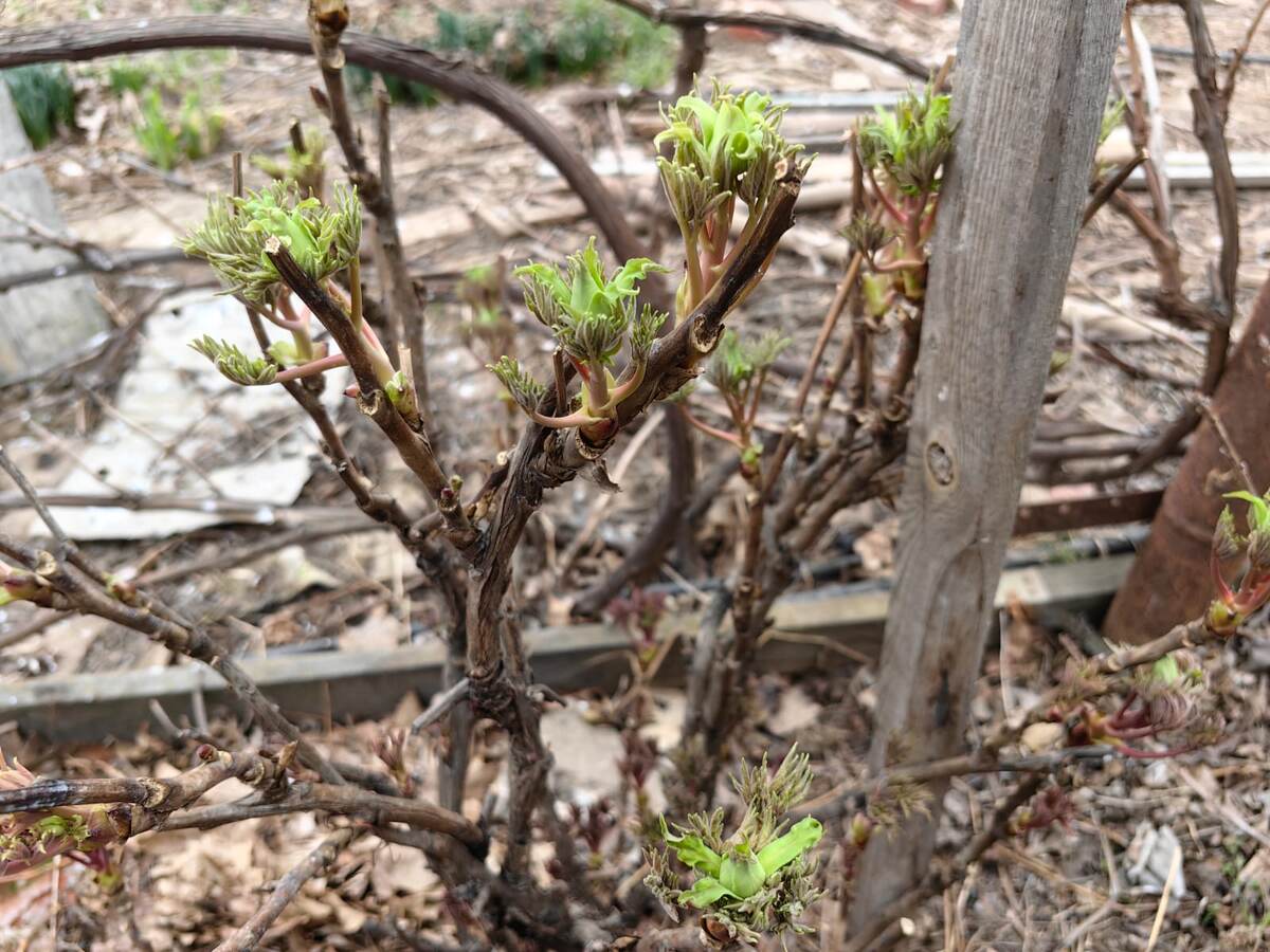 На дворе 19 марта. в Астрахани обещают заморозки и снег, а древовидные пионы уже выбросили цветоносы. Фото Натальи Мироновой