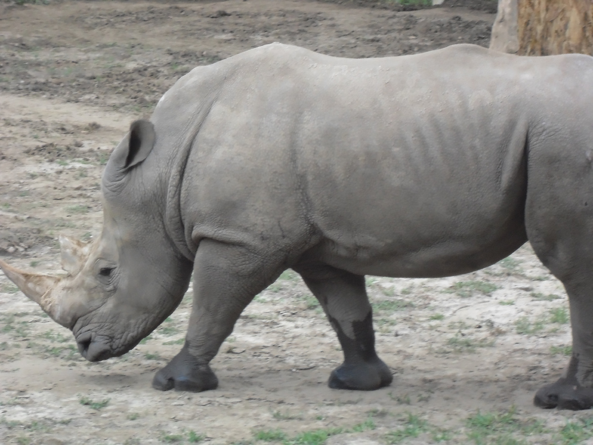 Носорог тяжелый на подъем. Но очень скоростной.