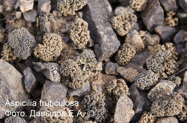 фото из интернета