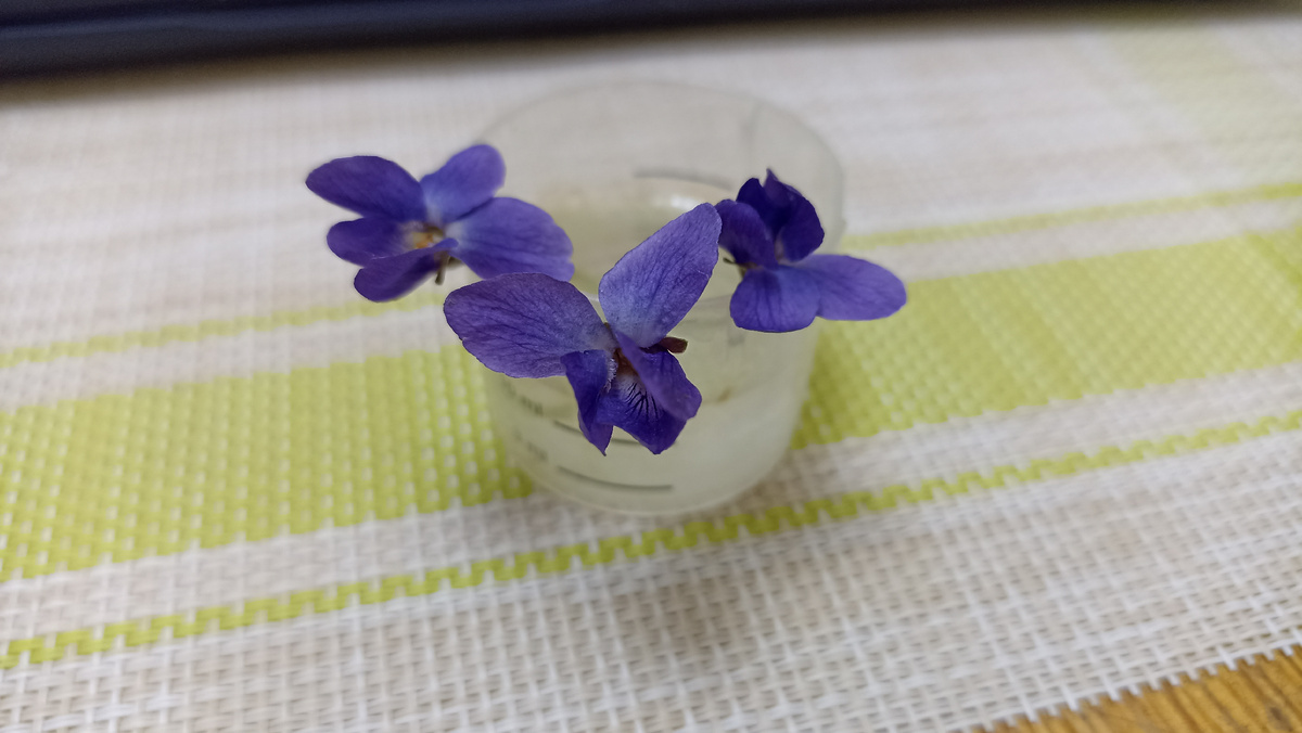 Фиалки из нашего будущего крымского сада :)