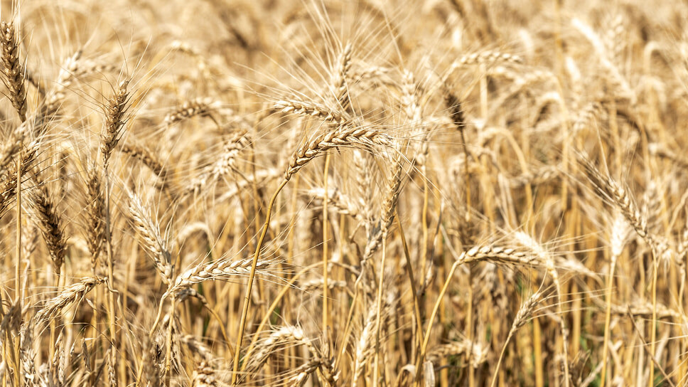 Фото: Олег Харсеев / Коммерсантъ