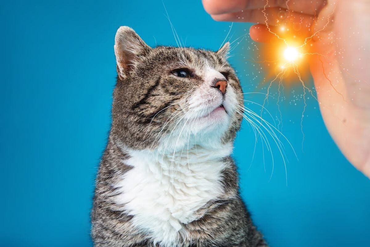 Почему кошки бьются током