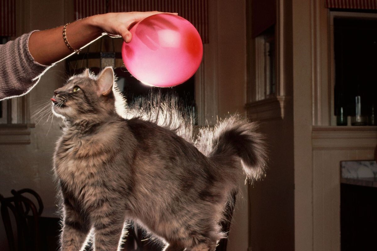 Статическое электричество у кошек 