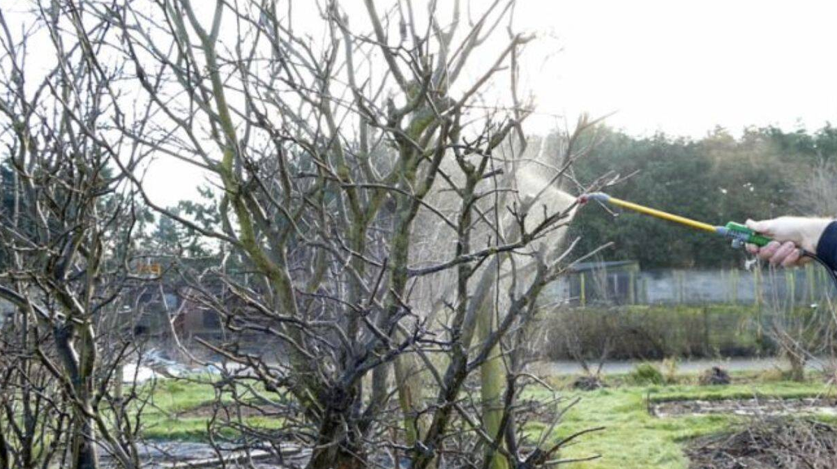 Обработка дереье ранней весной