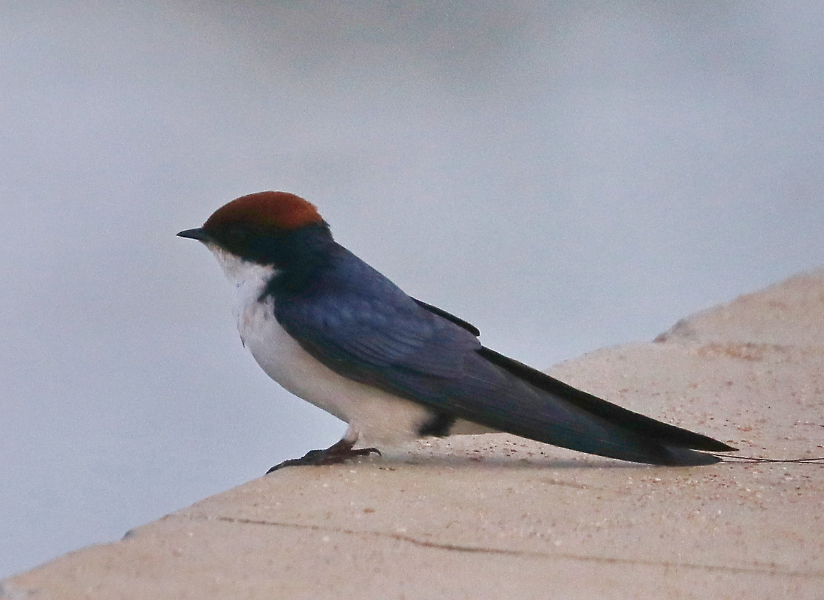 самец: хорошо видны нитевые перья хвоста