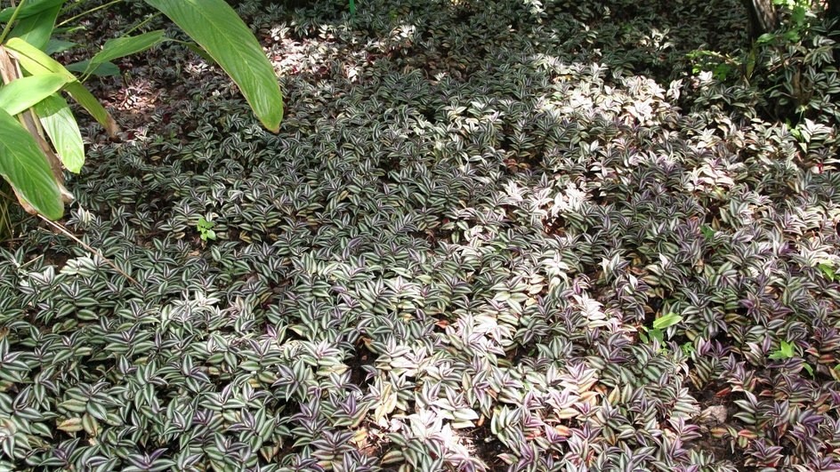 Источник: фото David J. Stang, CC BY-SA 4.0|commons.wikimedia.org