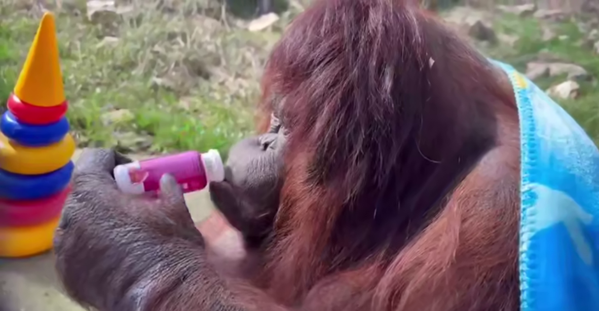 Фото: Олег Зубков/Telegram