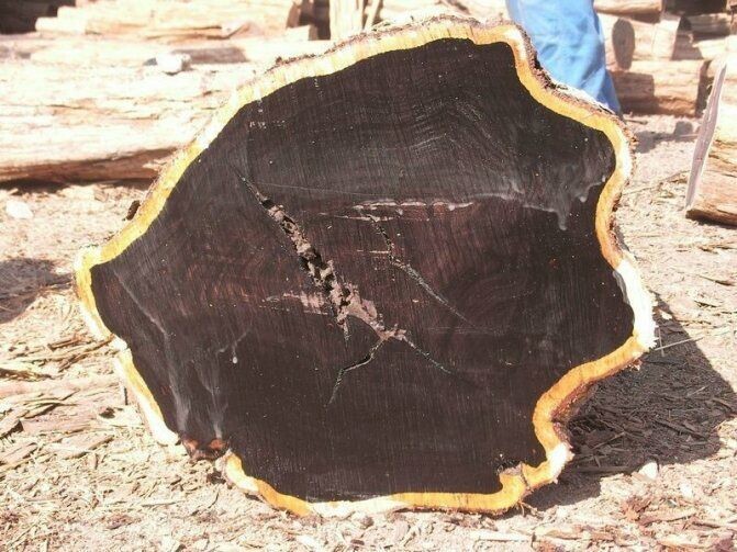 Африканское чёрное дерево. Источник фото: https://www.livemaster.ru/topic/3650822-article-samaya-dorogaya-drevesina-afrikanskoe-chernoe-derevo-grenadil