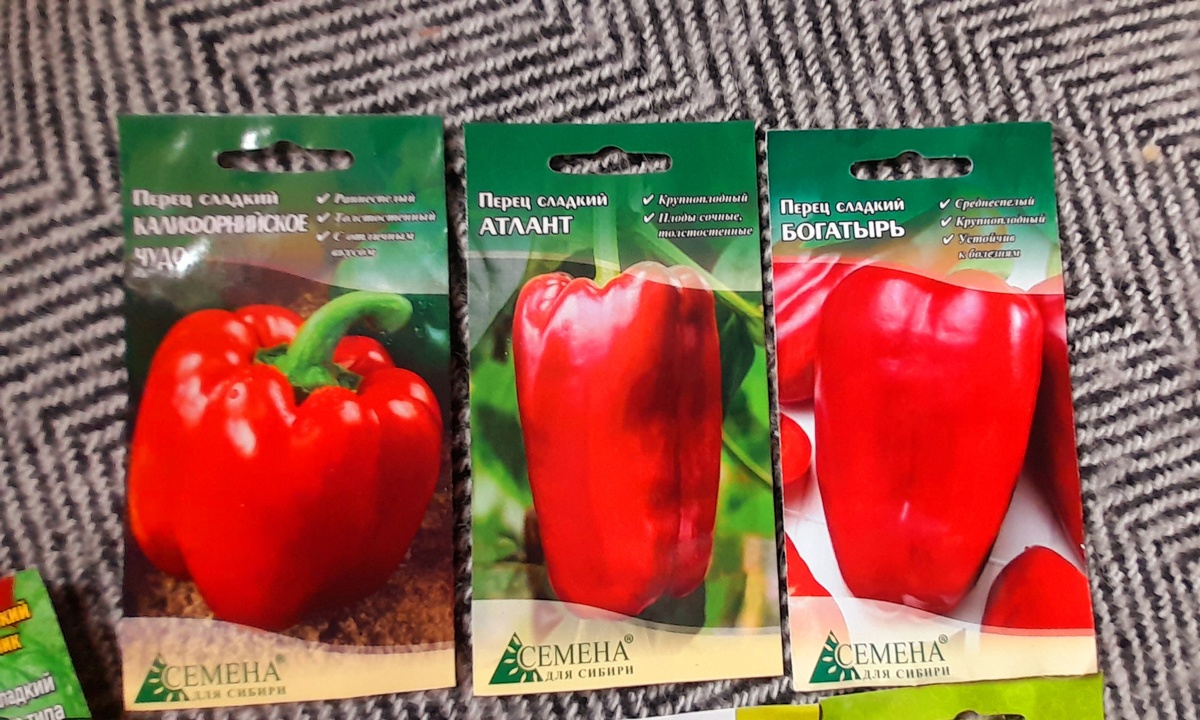 Фото Катерины Шурм