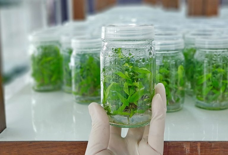 Источник фото https://city-farmer.ru/baza-znanij/osnovy-rastenievodstva/mikroklonalnoe-razmnozhenie/mikroklonalnoe-razmnozhenie-faktory-uspeha/