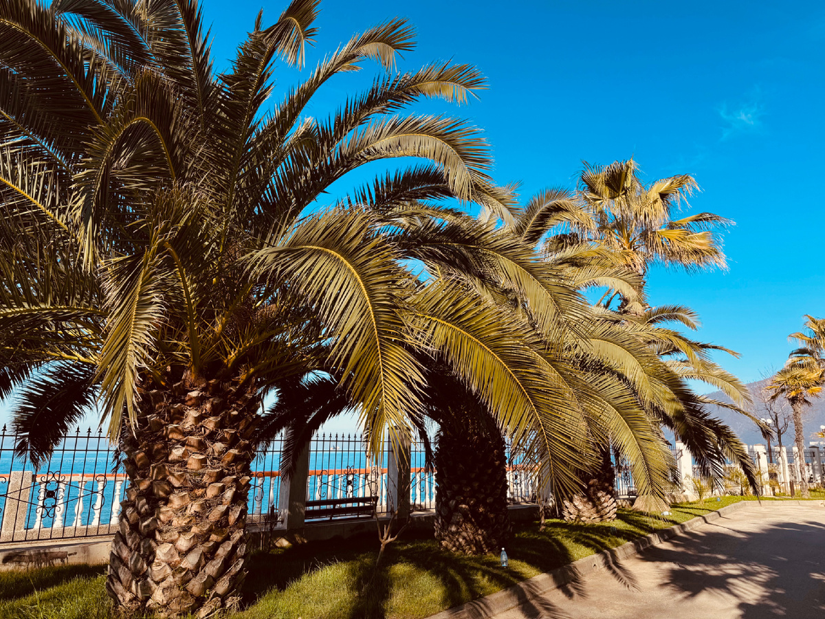    Территория отеля Alex Resort & Spa Hotel, г. Гарга, Абхазия