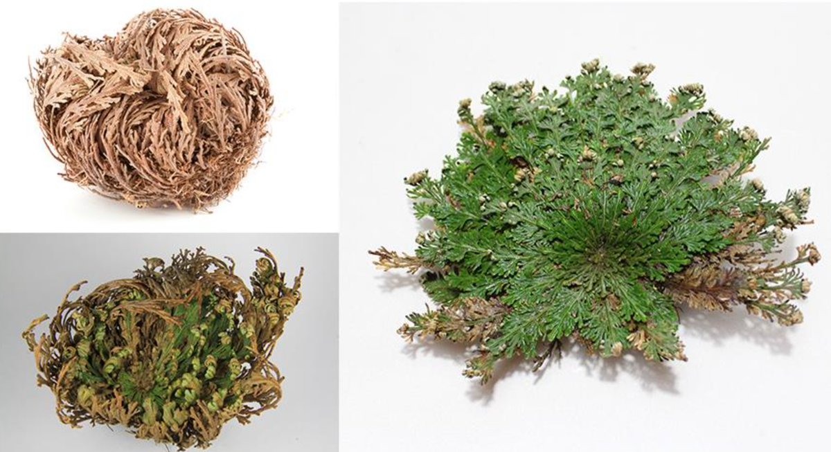 Источник фото: supersadovnik.ru