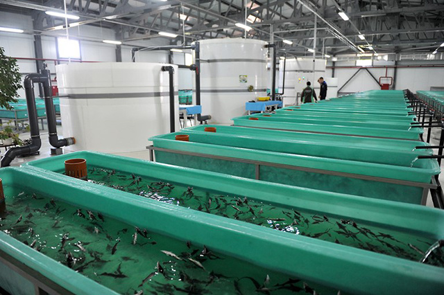 Животноводы и рыбоводы Тверской области могут получить господдержку