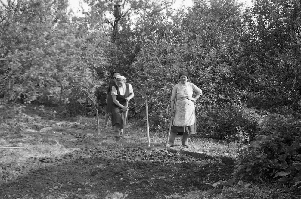 Женщины, копающие огород. Тульская область, Одоевский район, дер. Красенки