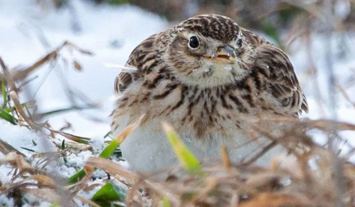     Птица. Источник: mos.ru Автор фото: Пресс-служба Мэра и Правительства Москвы