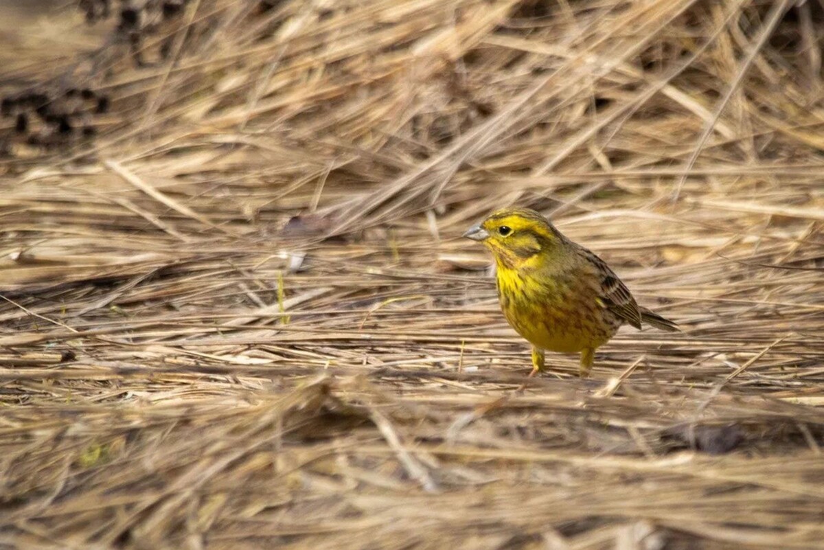    Орнитологи сообщили, какие птицы уже прилетели в Москву