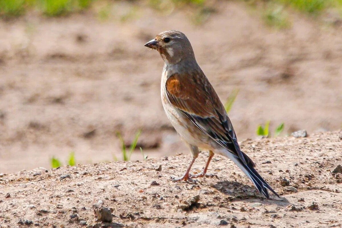    Орнитологи сообщили, какие птицы уже прилетели в Москву