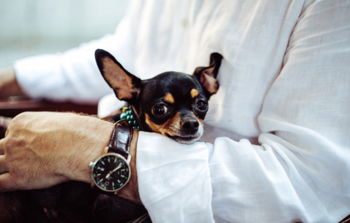 Ну за меня-то с хозяина пятьдесят тысяч штрафа не взыщут / Фото: pxhere.com