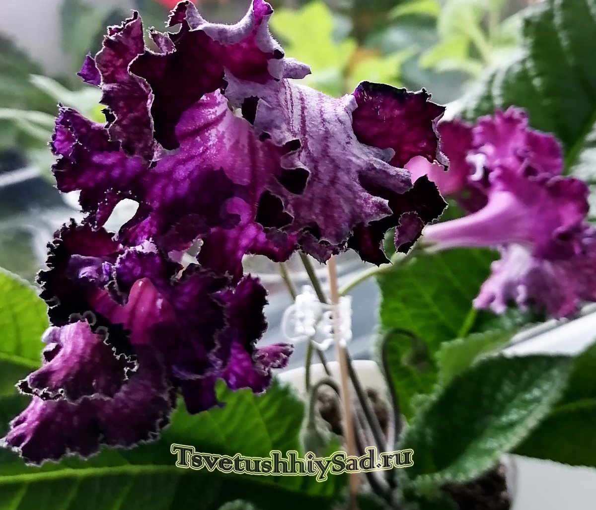 Стрептокарпус Велюр