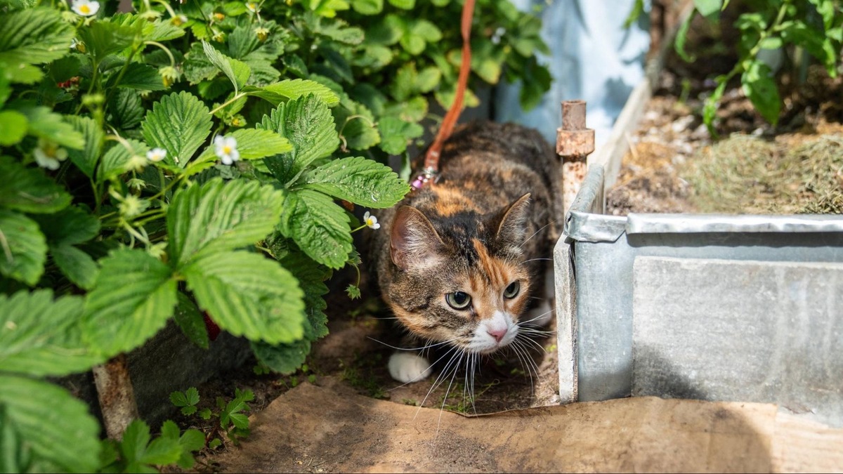    Гулять с кошкой можно исключительно на шлейке или поводке. Однако не каждой кошке прогулки действительно пойдут на пользу.