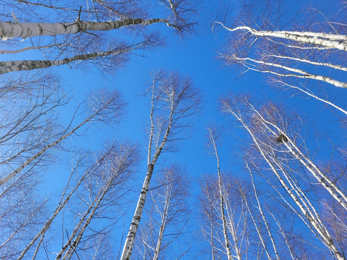 какое небо сегодня чистое и цвет какой чудесный