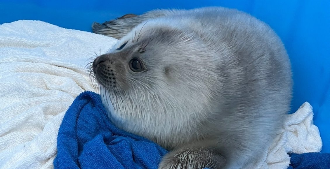   Фото: Фонд друзей балтийской нерпы