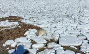    Фото: Фонд друзей балтийской нерпы