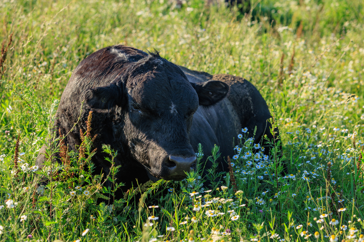 Представитель абердин-ангусской породы на свободном выгуле на ферме «Супрягино» (Брянская область)