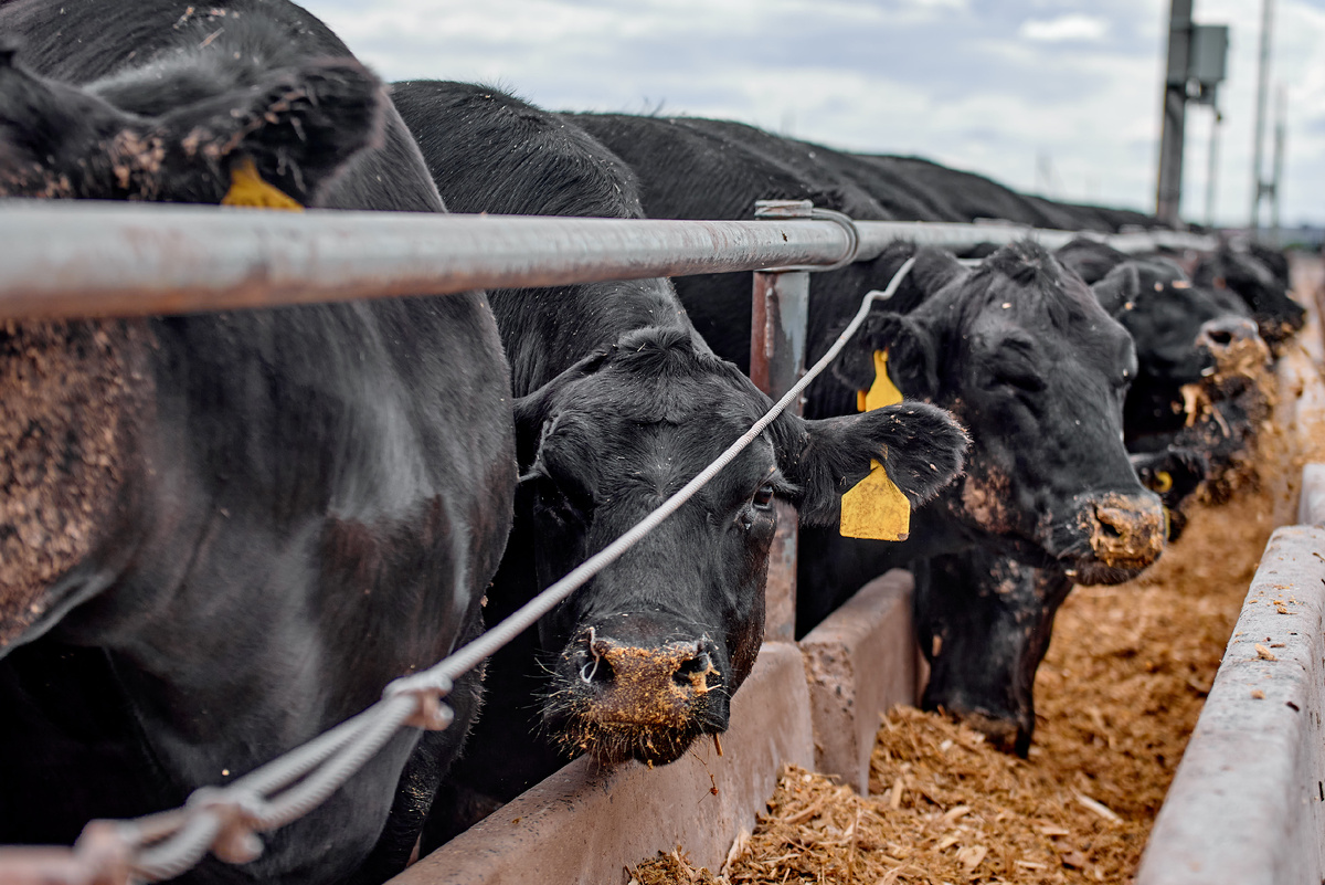 Сытые мордочки быков на откормочной площадке – фидлоте