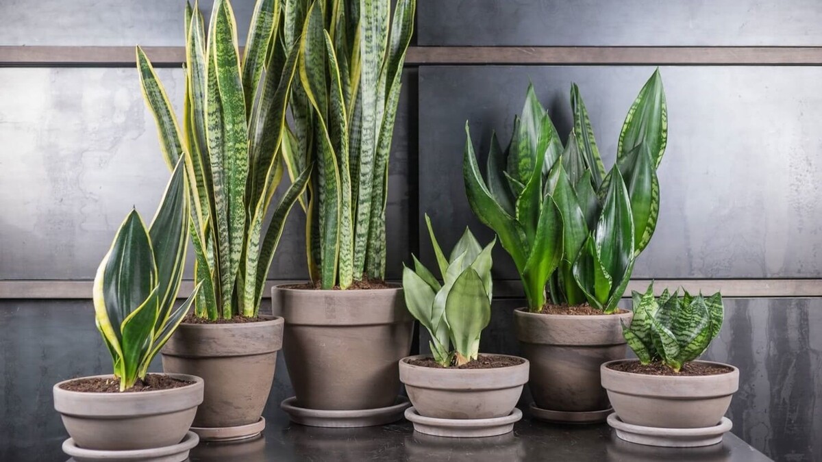 Сансевиерия