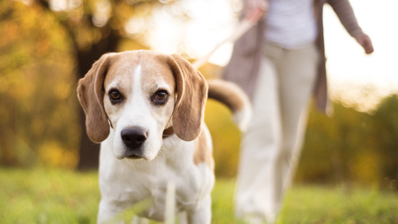    Пособие на содержание домашних животных может появиться в России ©Ground Picture / Shutterstock / Fotodom