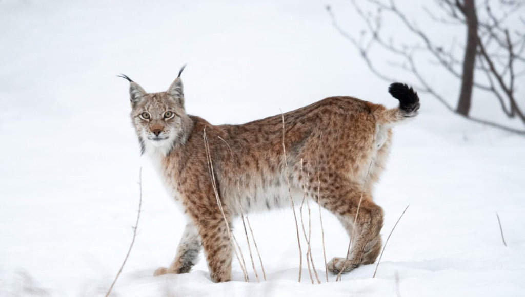    Фото: Алексей Перелыгин