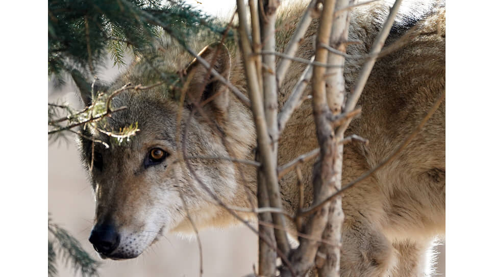Фото: Пелагия Тихонова / Коммерсантъ