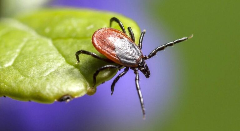    «Валера» и «Эльвира» проснулись. В Оренбургских заказниках заметили клещей Андрей Севостьянов