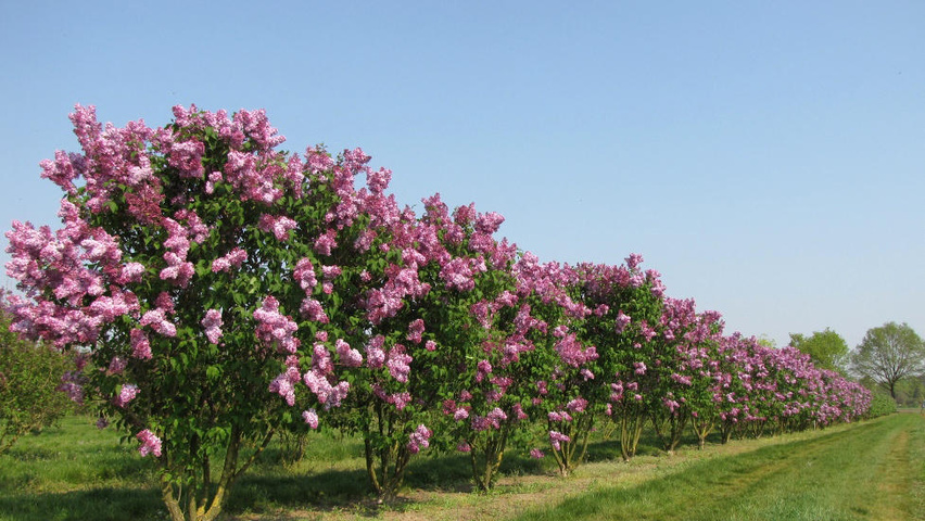 Фото: аллея цветущей сирени