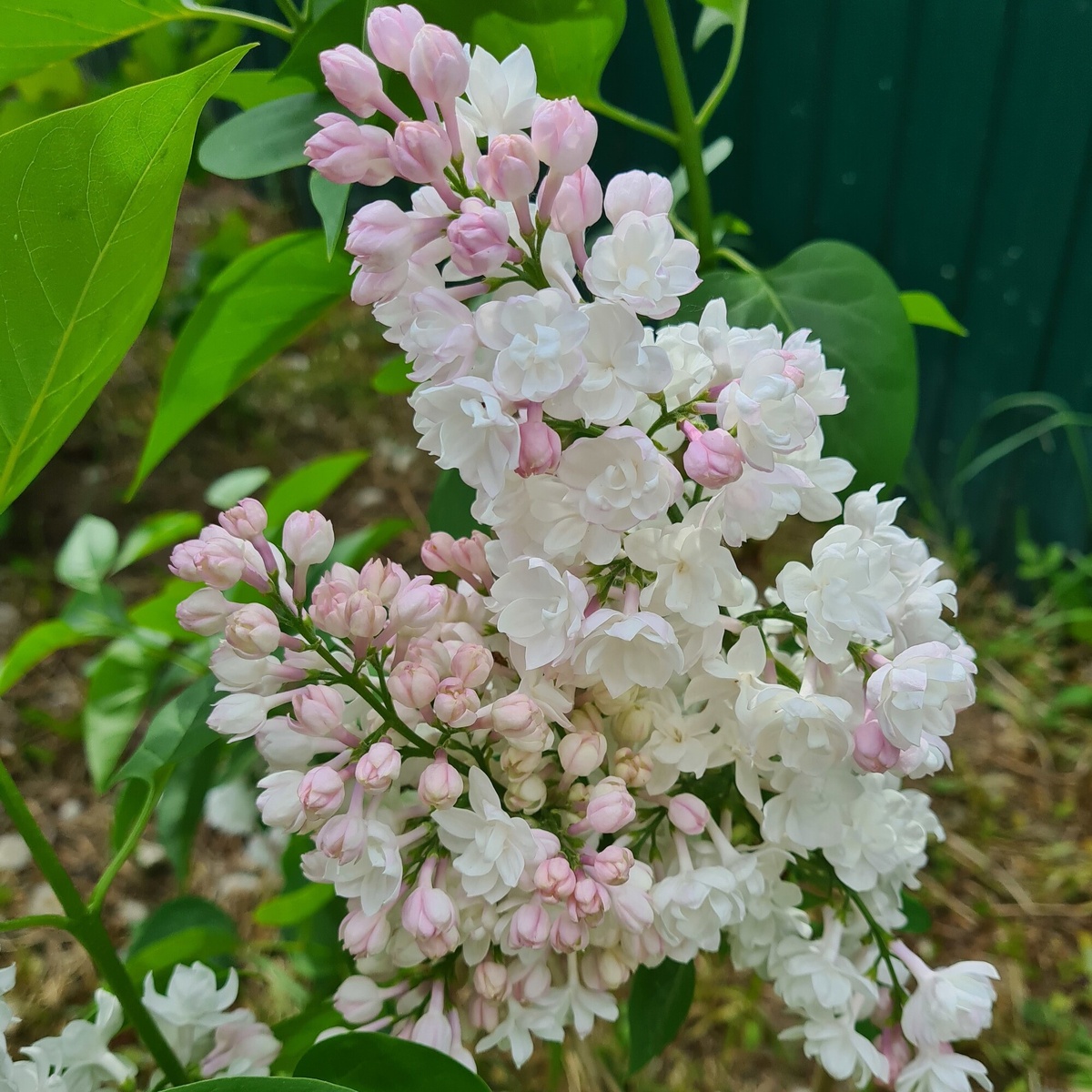 Фото: сорт сирени Красавица Москвы