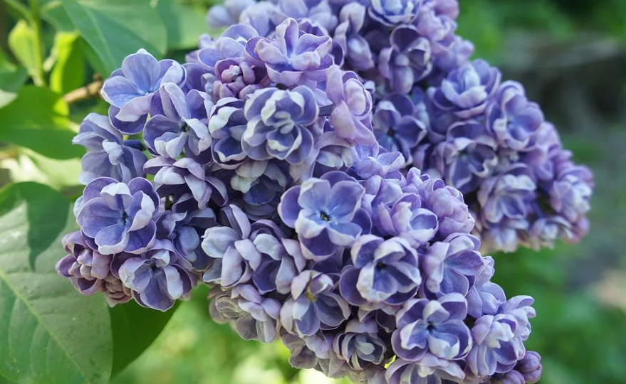 Выбираем самый красивый сорт сирени для дачи.