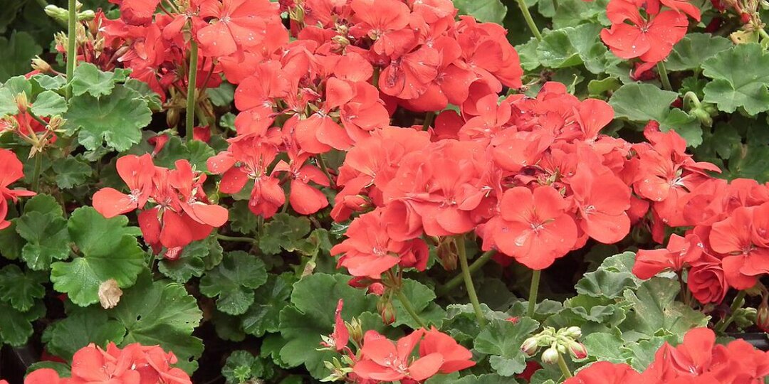 Герань цветёт 6 раз за сезон? Можно больше — вот что нужно сделать
