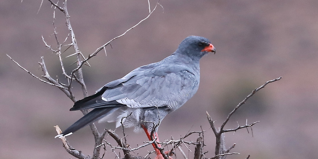 Тёмный певчий ястреб / Melierax metabates