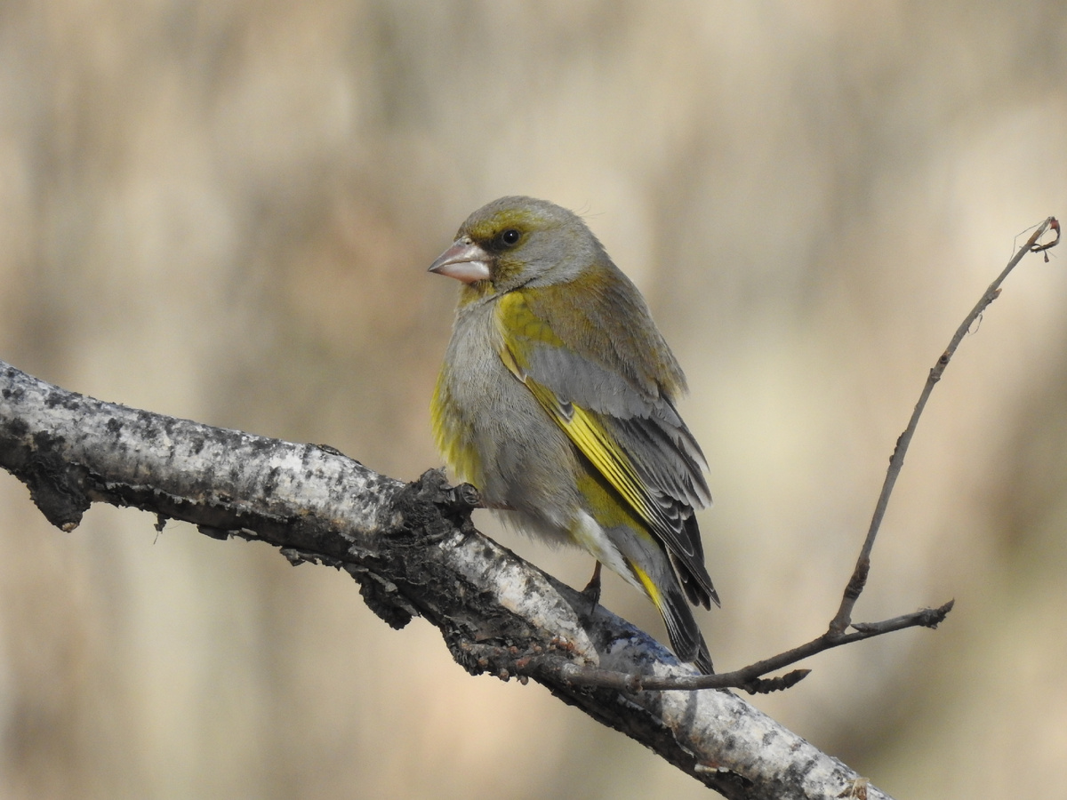 Зеленушка, апрель, фото автора