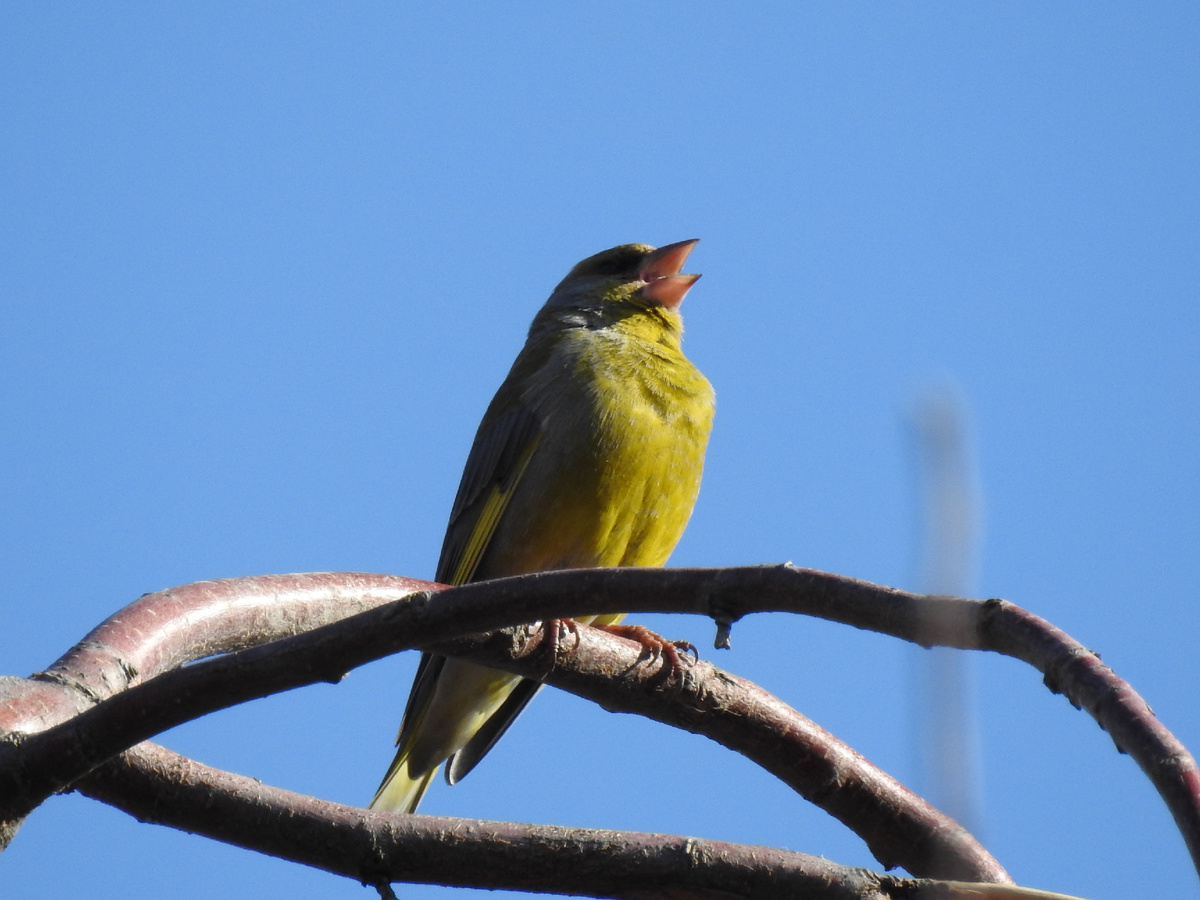 Зеленушка поет, фото автора