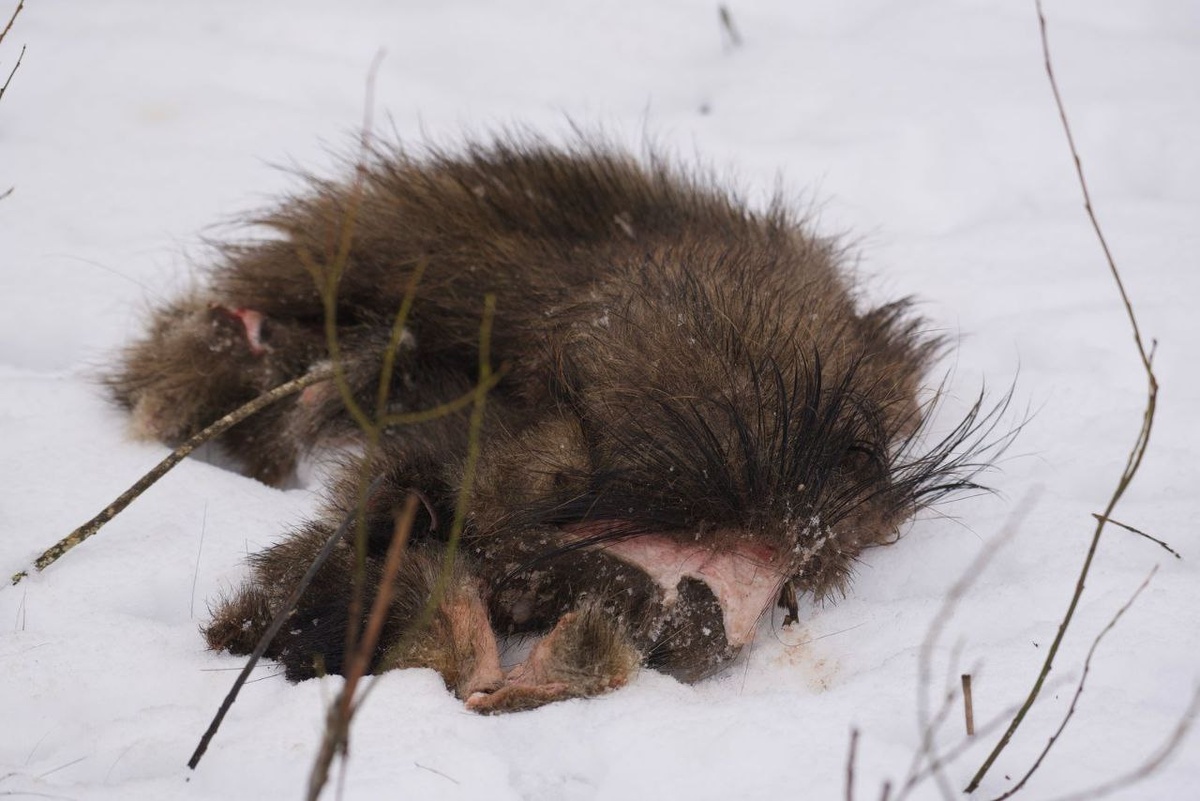    Фото: комитет по природопользованию Петербурга