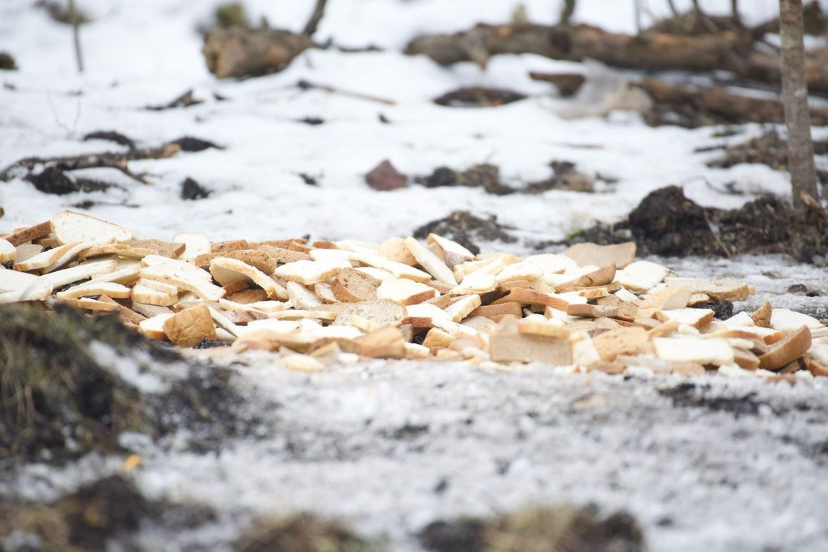    Фото: комитет по природопользованию Петербурга
